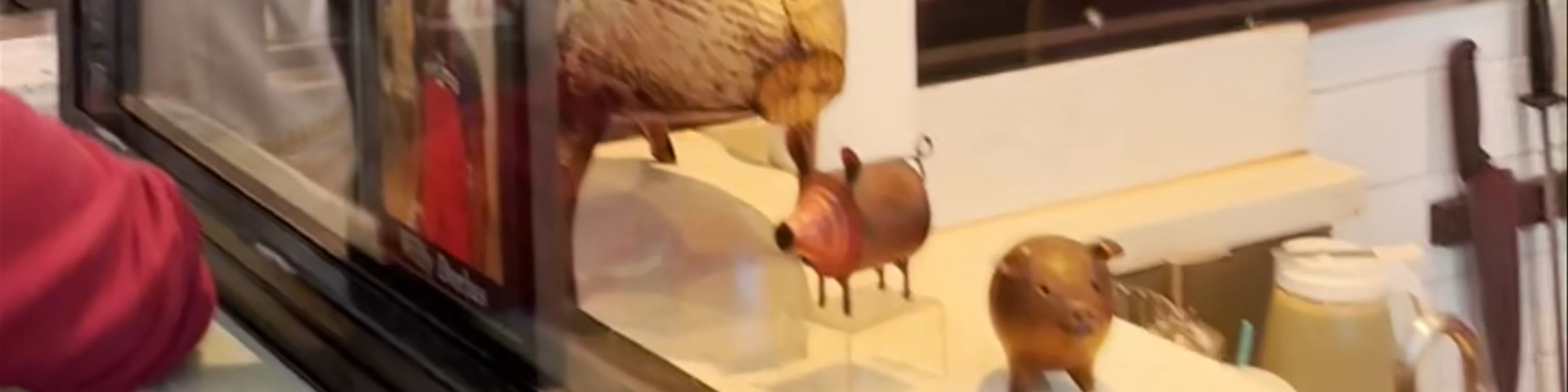The Polite Pig