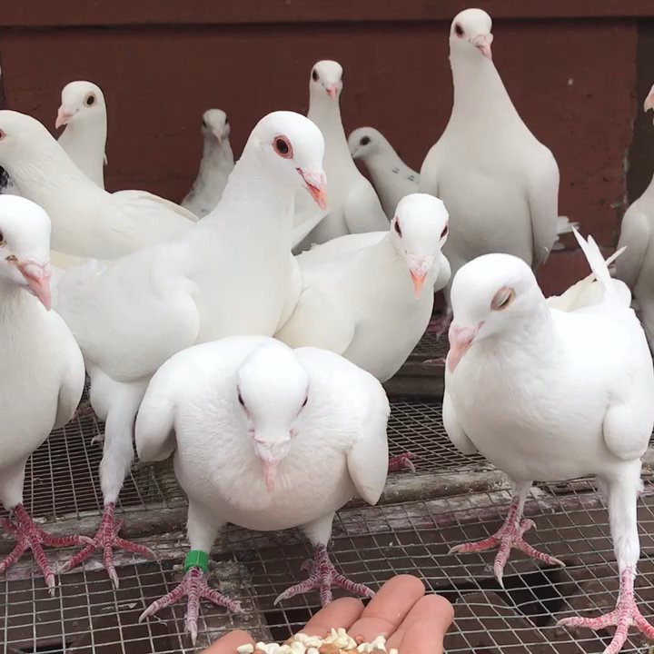 Heavenly Doves - Wedding Planning Near Me - Oxnard, California