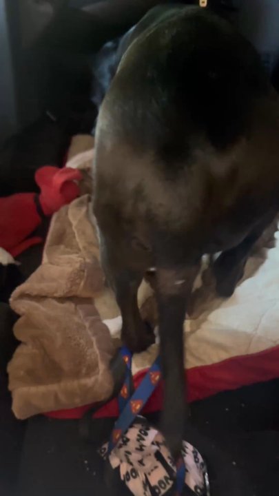 Integrity 1st Car Pros - My dog is happy to have his car back - Auto Repair Near Me - Mansfield, Texas