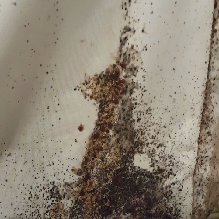 SOL Carpet Repair - Sol carpet repair exterminate bed bugs - Carpet Cleaning Near Me - Baltimore, Maryland