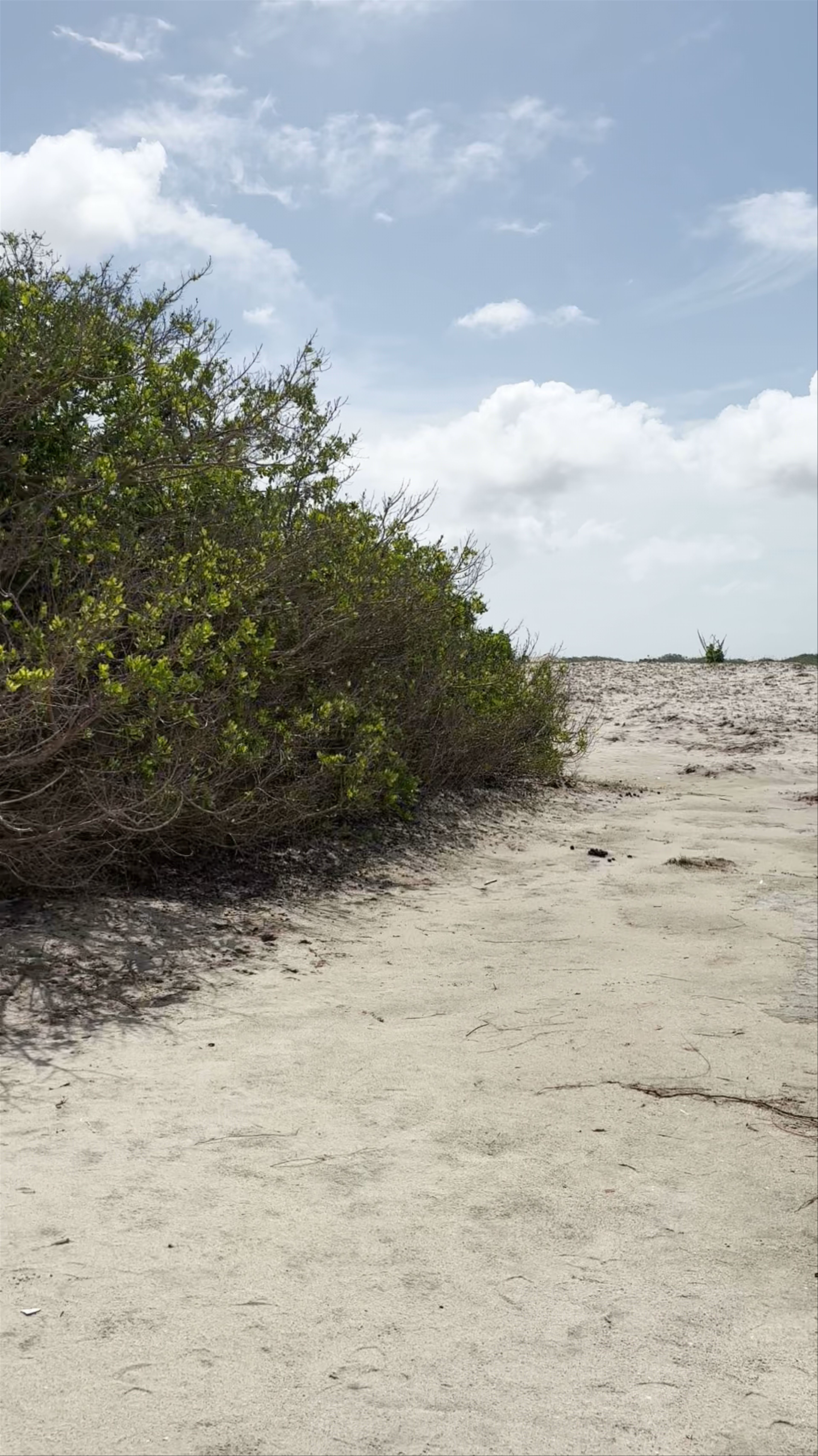 Árvore da Pregüiça