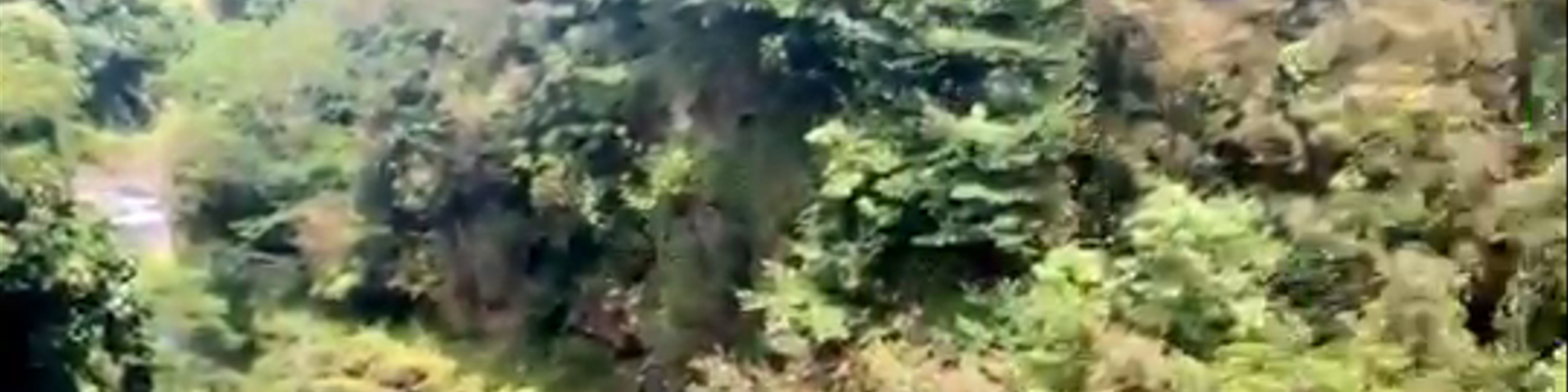 Hilo