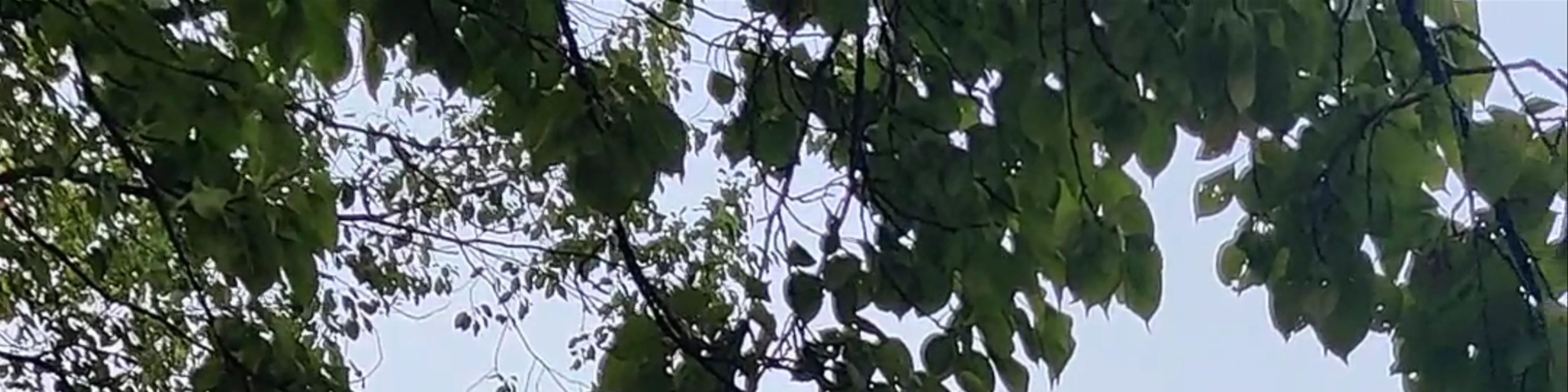珍珠塔