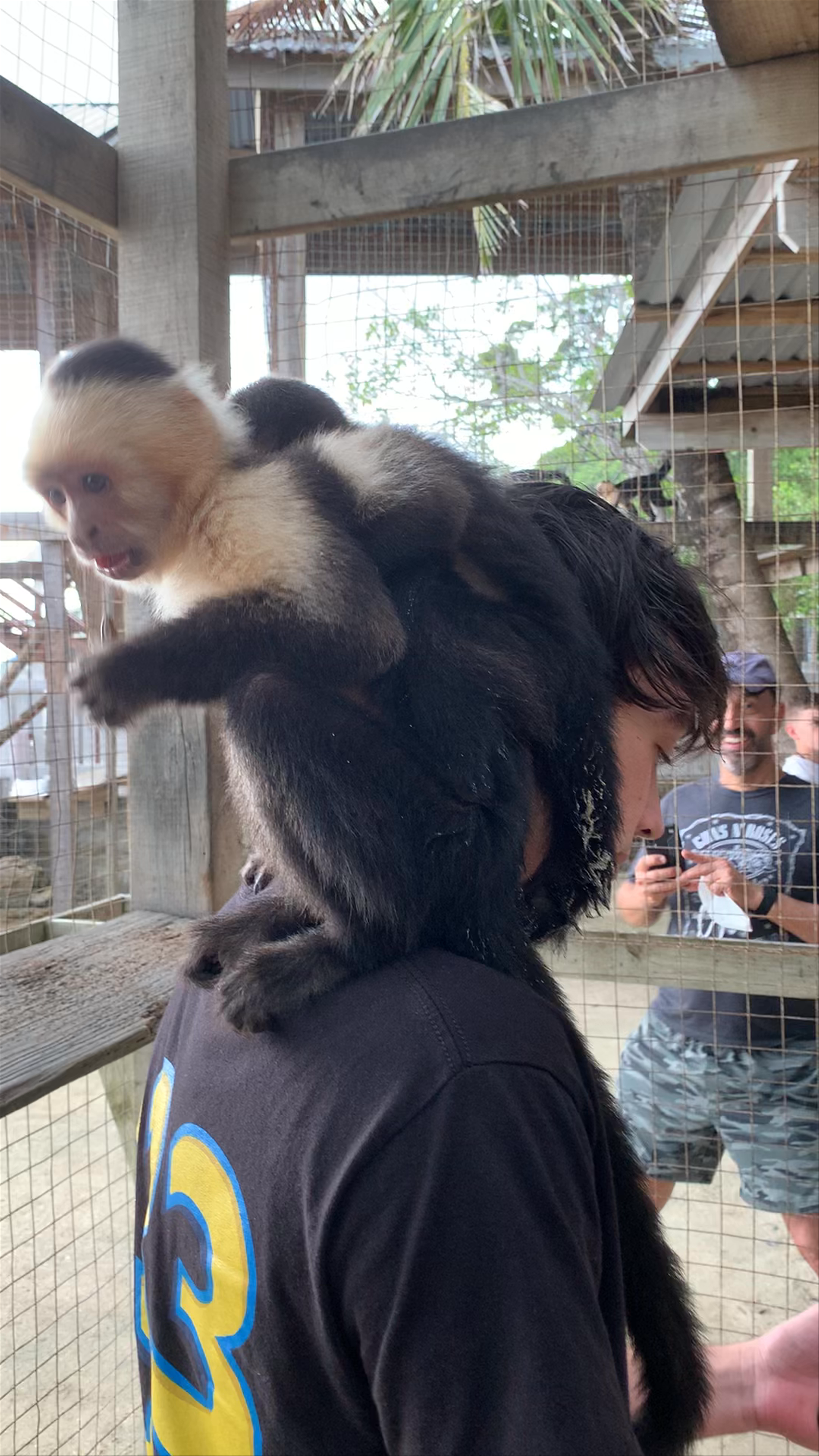 Daniel Johnson's Monkey and Sloth Hang Out