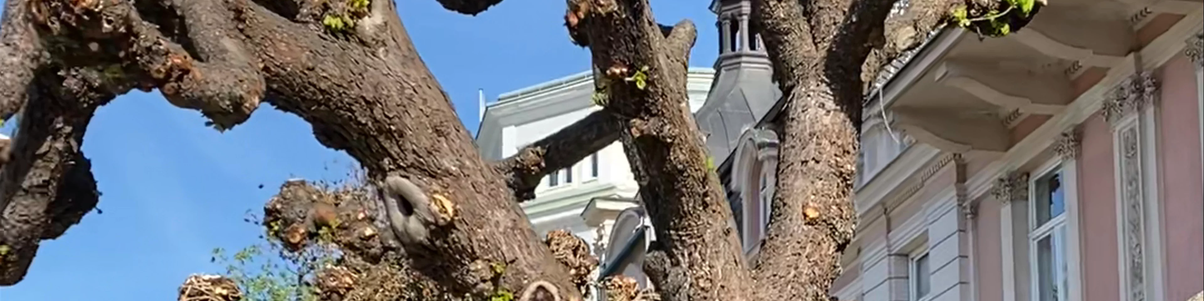 Free Walking Tour Salzburg