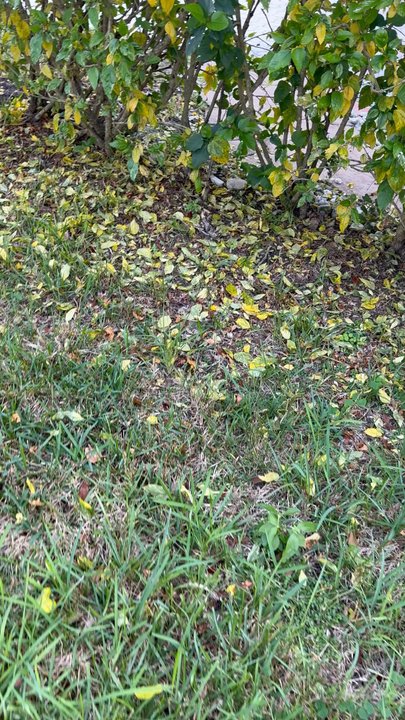 Thomas Noder Lawn service - This lawn service left a mess after they work - Landscaping Near Me