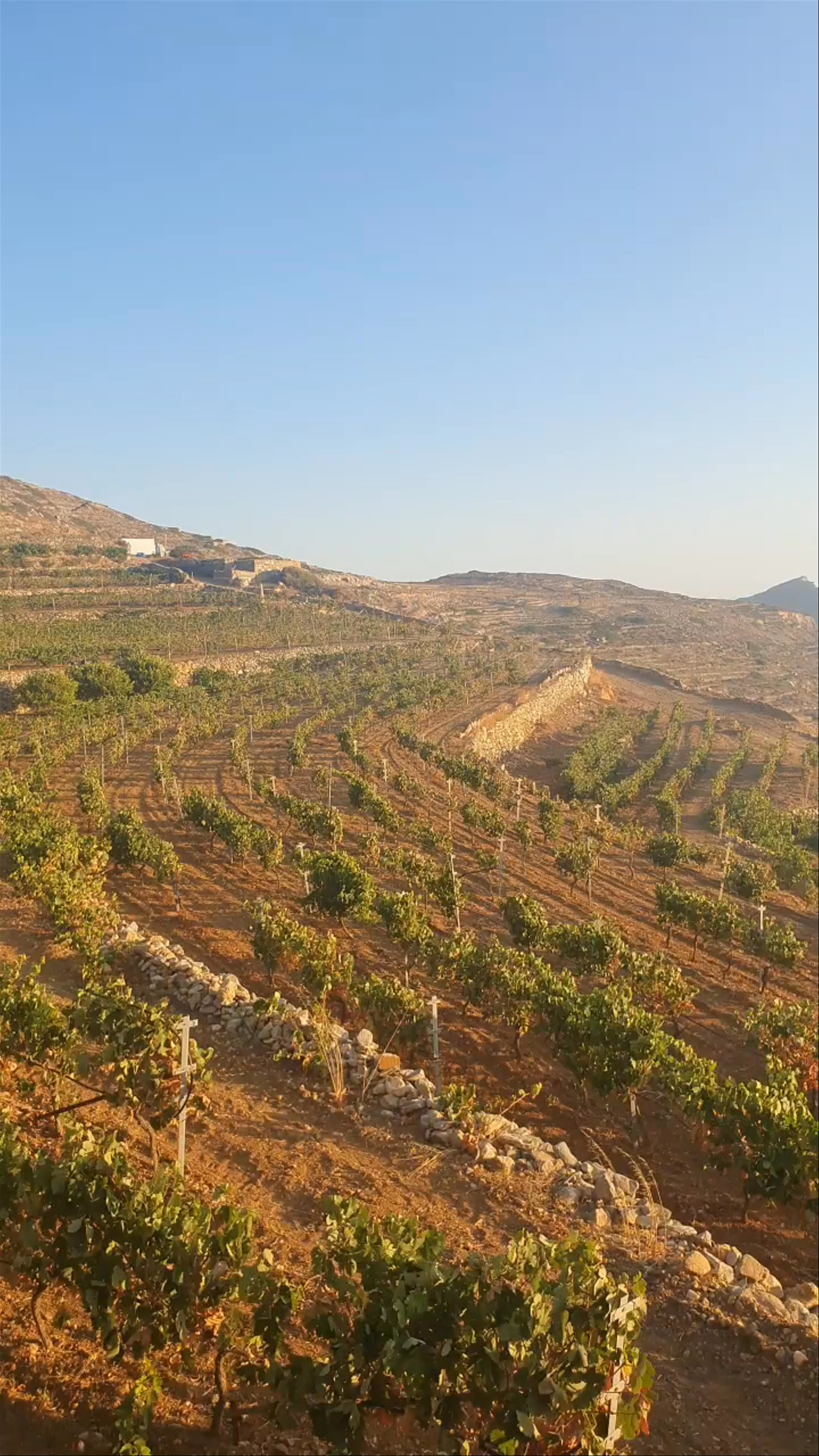Golden Vineyard Terraces of Manalis, Sikinos, Greece