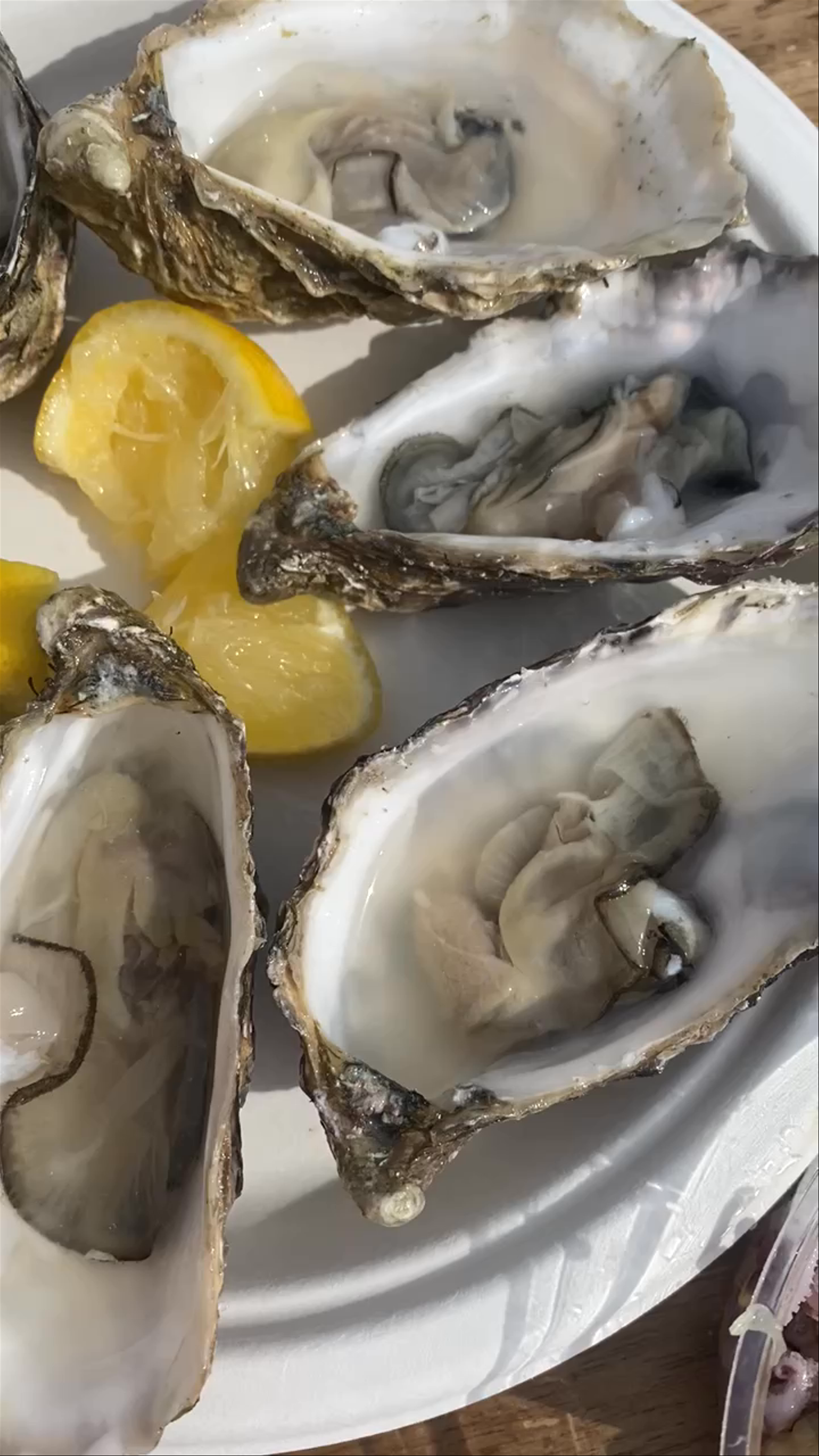 Brighton Seafront Delights: Pebble Beach and Fresh Oysters