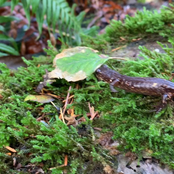 Sue-Meg State Park - Salamander on dawn patrol after a rainy night - Parks Near Me - Trinidad, California