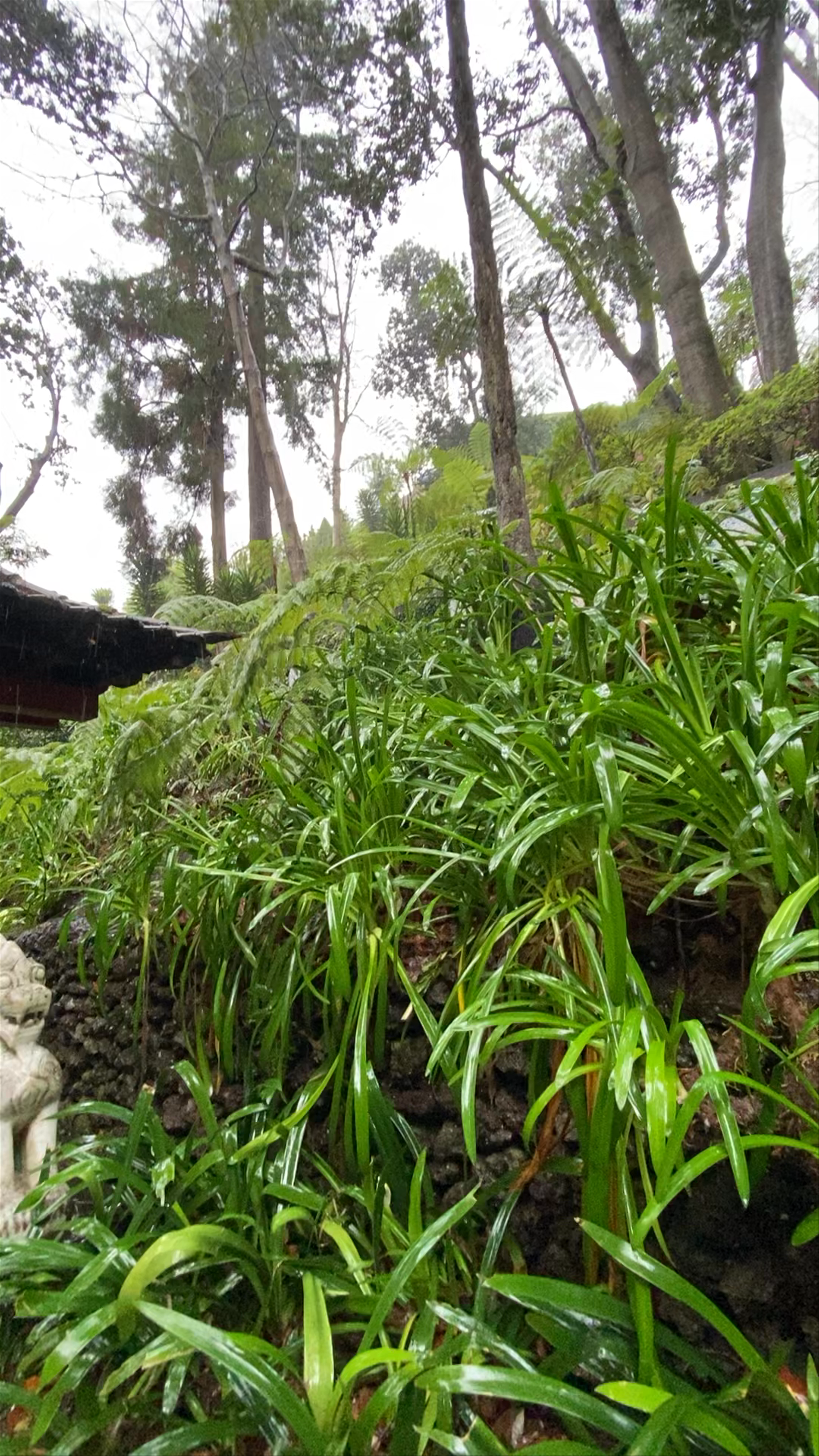 Rainy Stroll Through Monte Palace Tropical Gardens, Funchal, Madeira