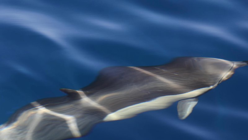 Common Dolphin poster