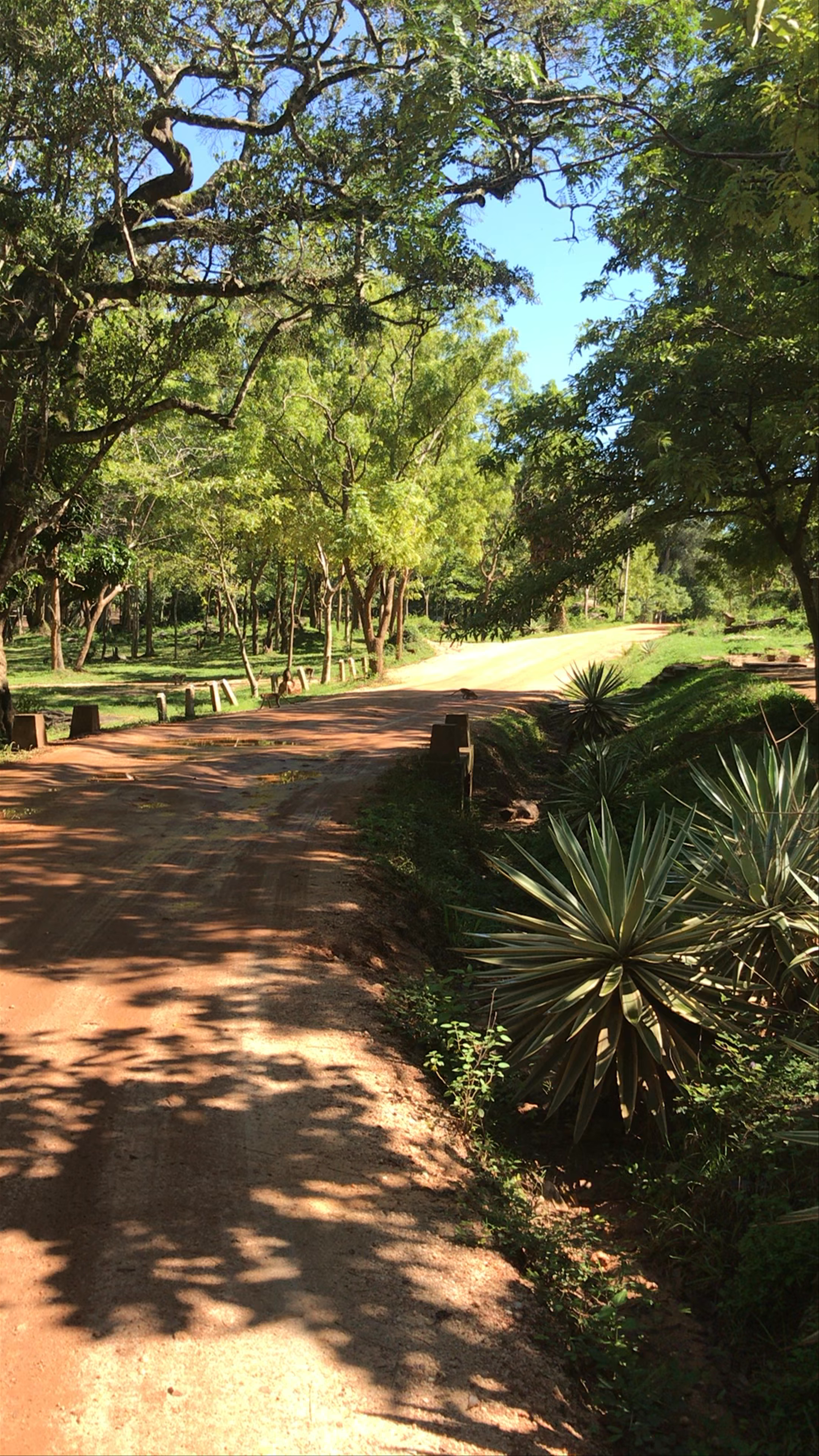 Sun-Dappled Paths of Pidurangala, Sri Lanka