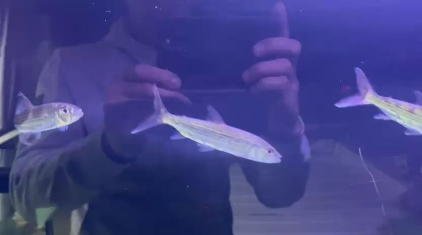 Tigerfish