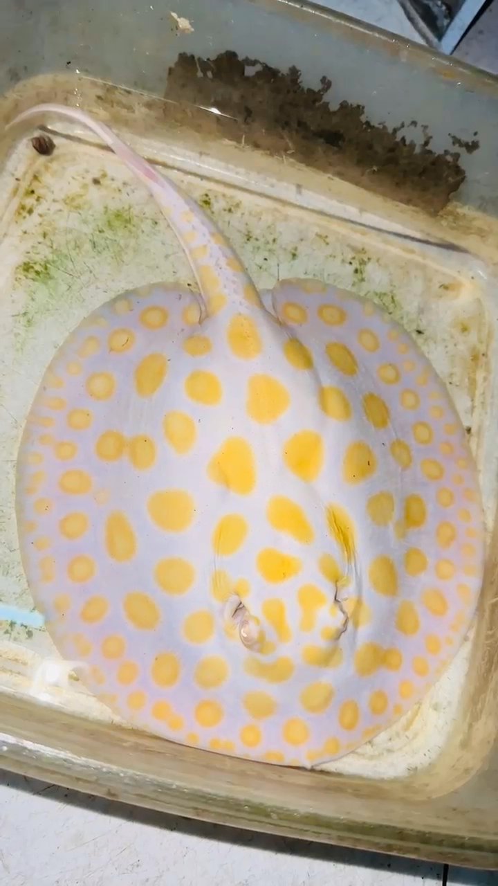 Stingrays