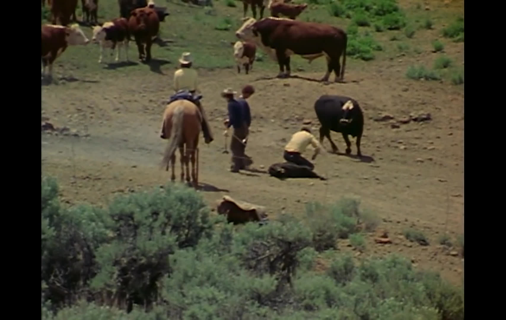 Cowboys ride across open western range and gather cattle, then handle and brand a calf amid swirling dust. The scenes evoke the historic beef industry and ranching life on public lands in the American West.