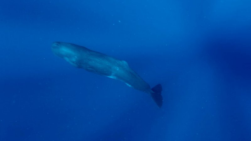 Pod of Sperm Whales in Dominica poster