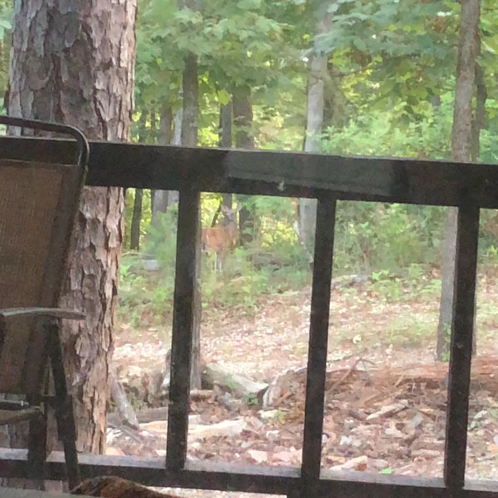 Cabins in Broken Bow - Our last morning there, we saw 2 deer out back. I wouldn't have noticed them but the dogs sure did. Ha! - Guest Houses Near Me - Broken Bow, Oklahoma