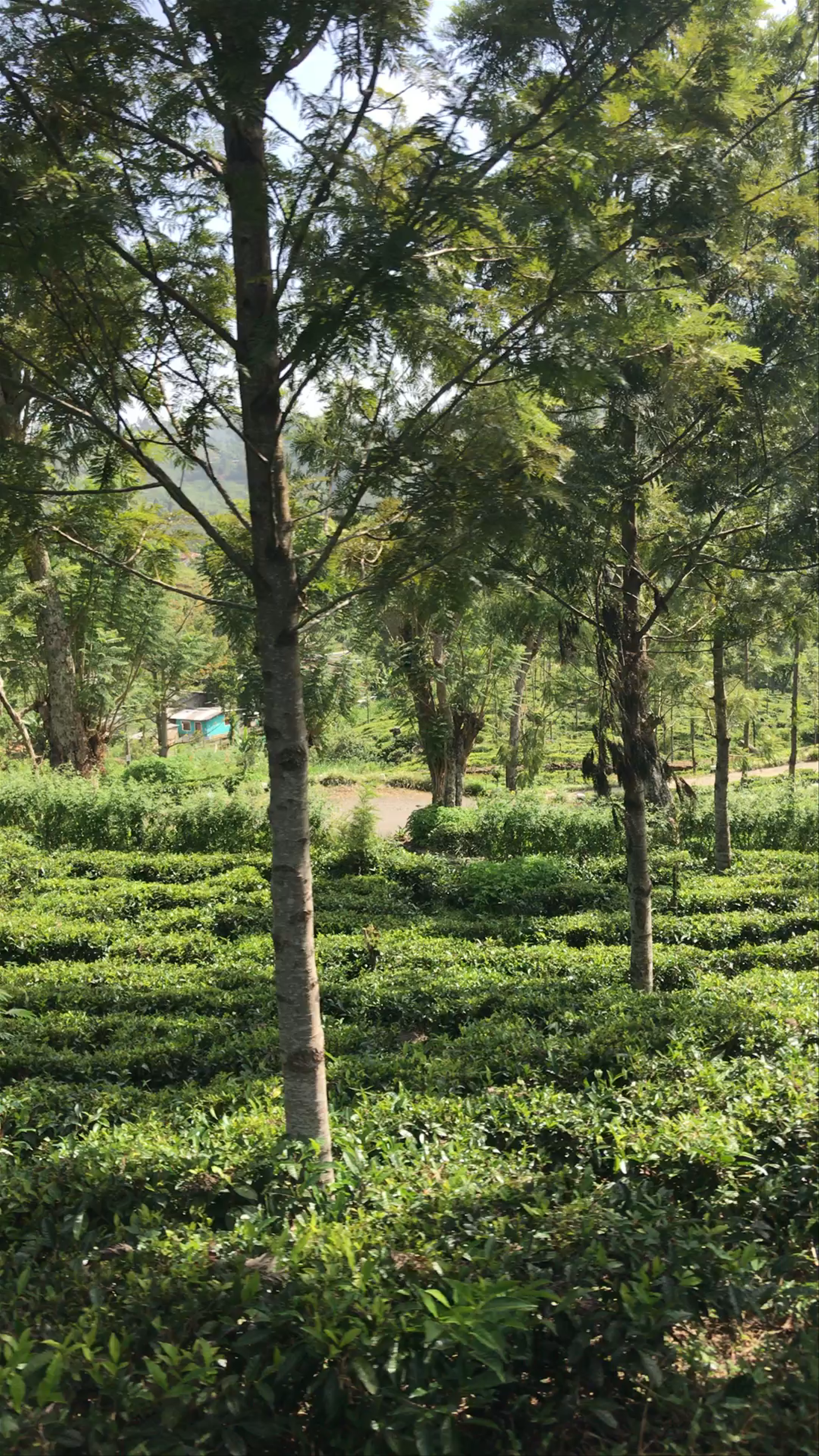 Ella Train Trips: Scenic Tea Gardens Near Kandy, Sri Lanka