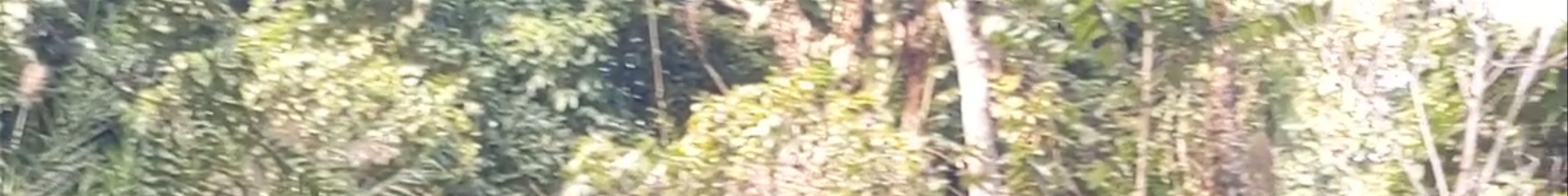 Tours & experiences in Louangphrabang