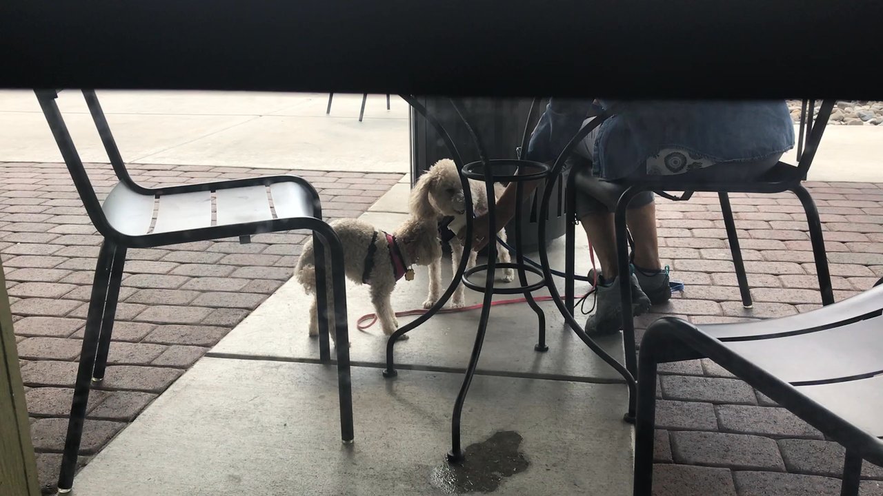 Starbucks - Cup of cream whipped for your pooch!!! - Coffee & Tea Near Me - Sparks, Nevada