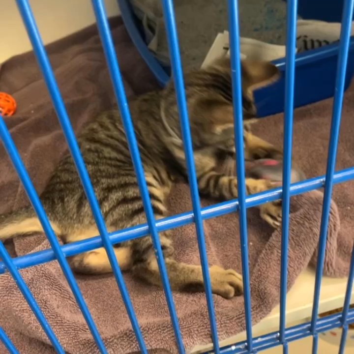 spcaLA - Cats for adoption - Pet Training Near Me - Long Beach, California