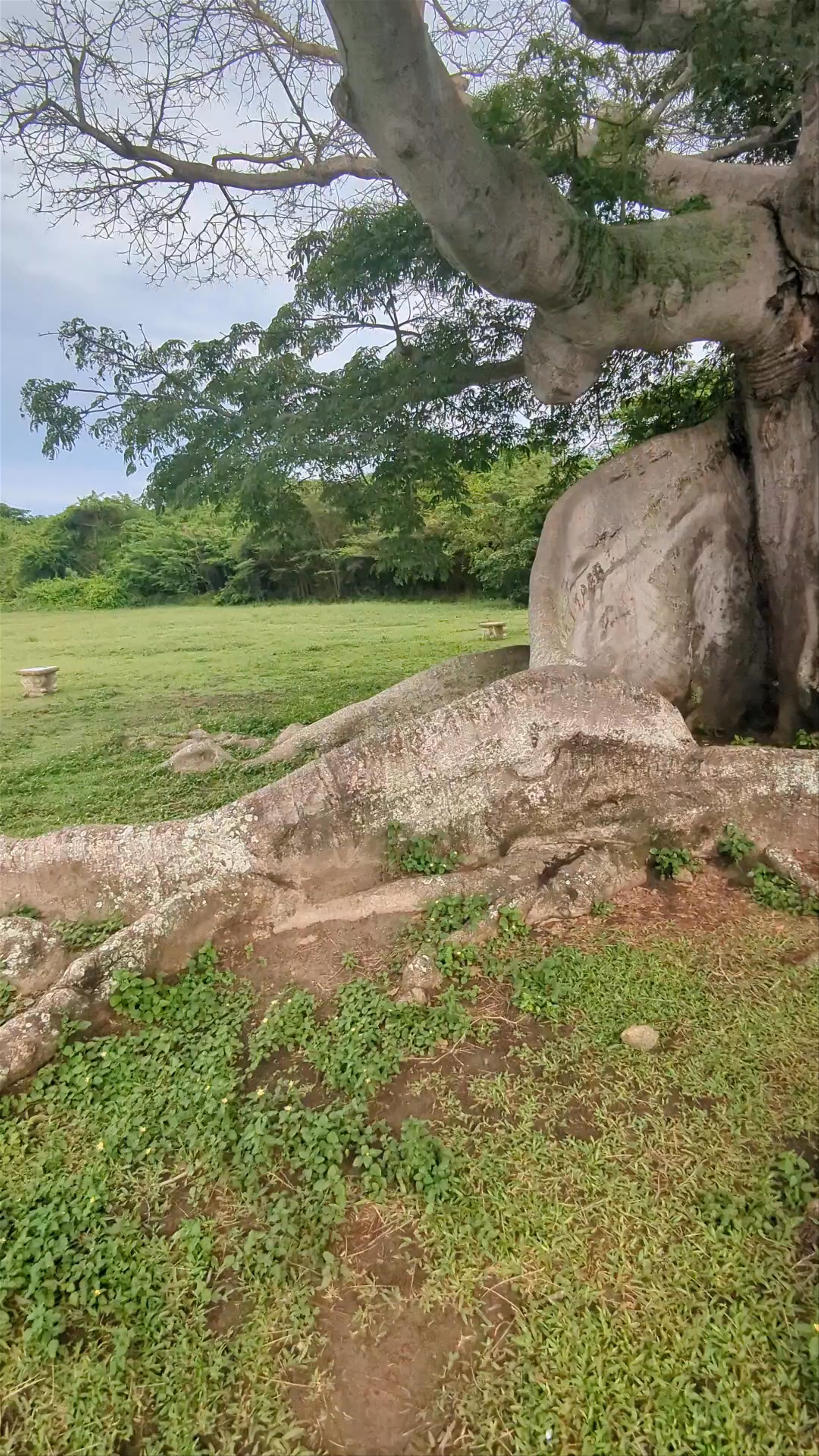 Parque de la Ceiba de Vieques Reserva Natural