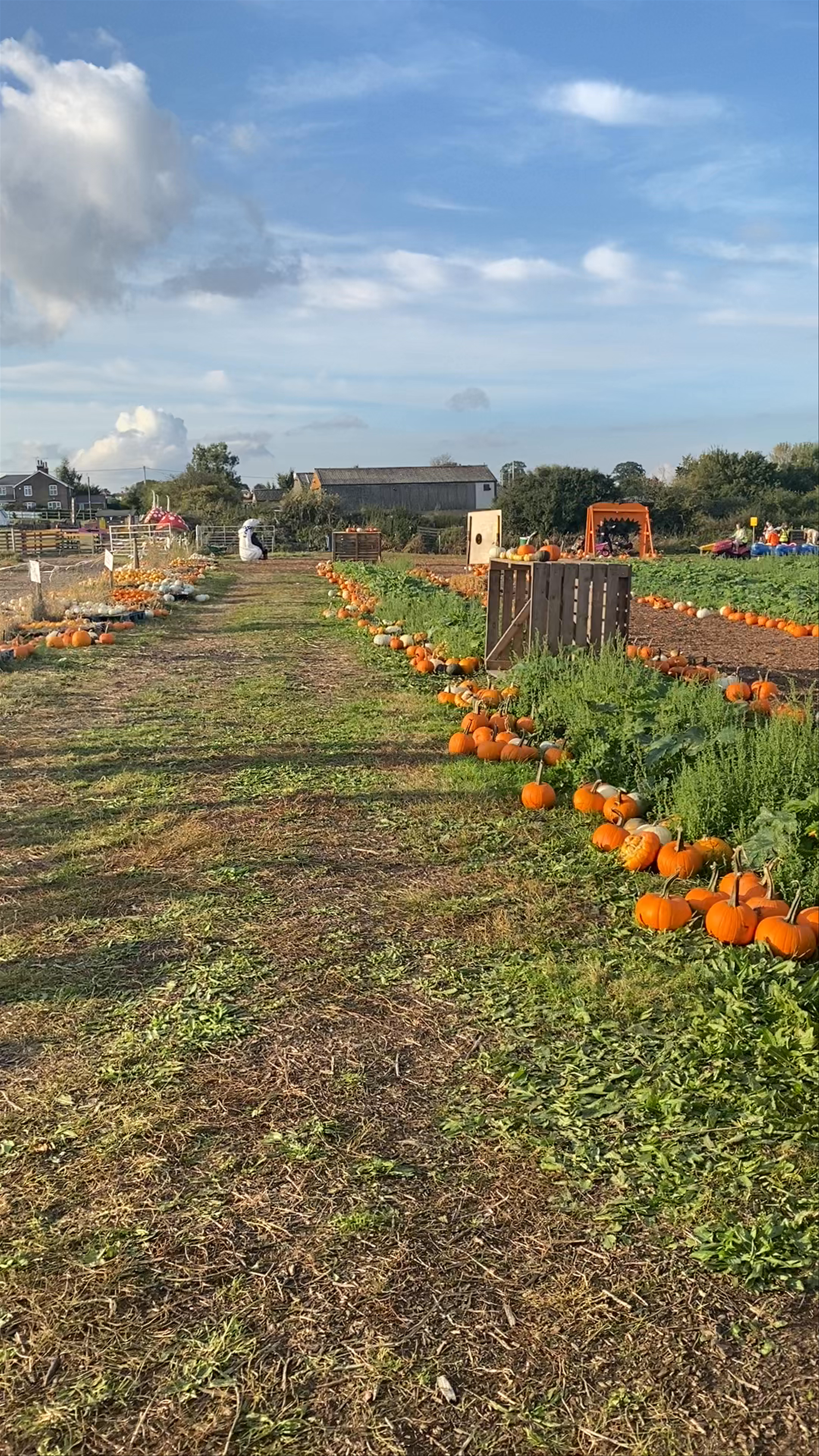 Hurleys Pumpkin Forest