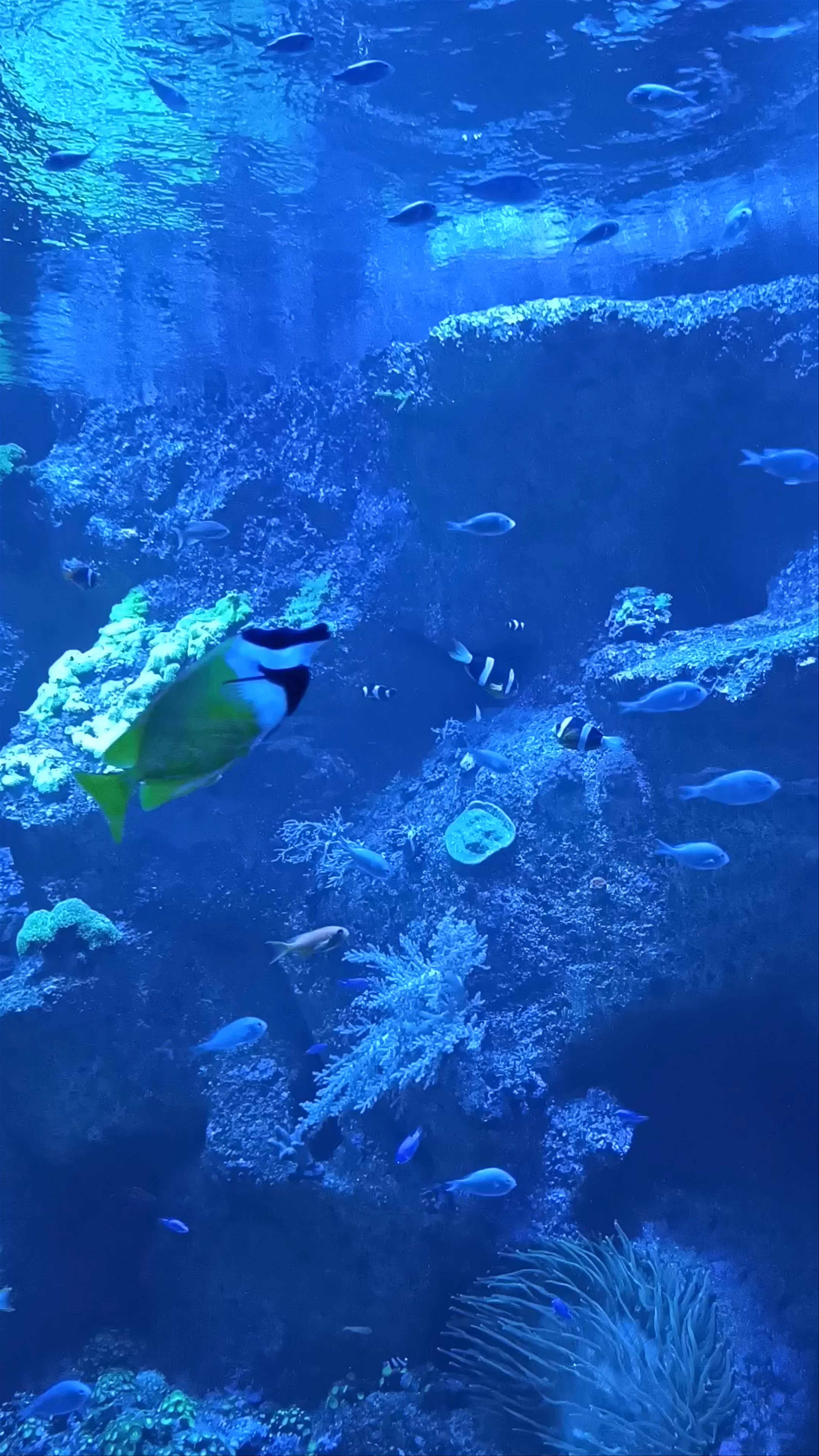 Immersive Coral Kingdom
