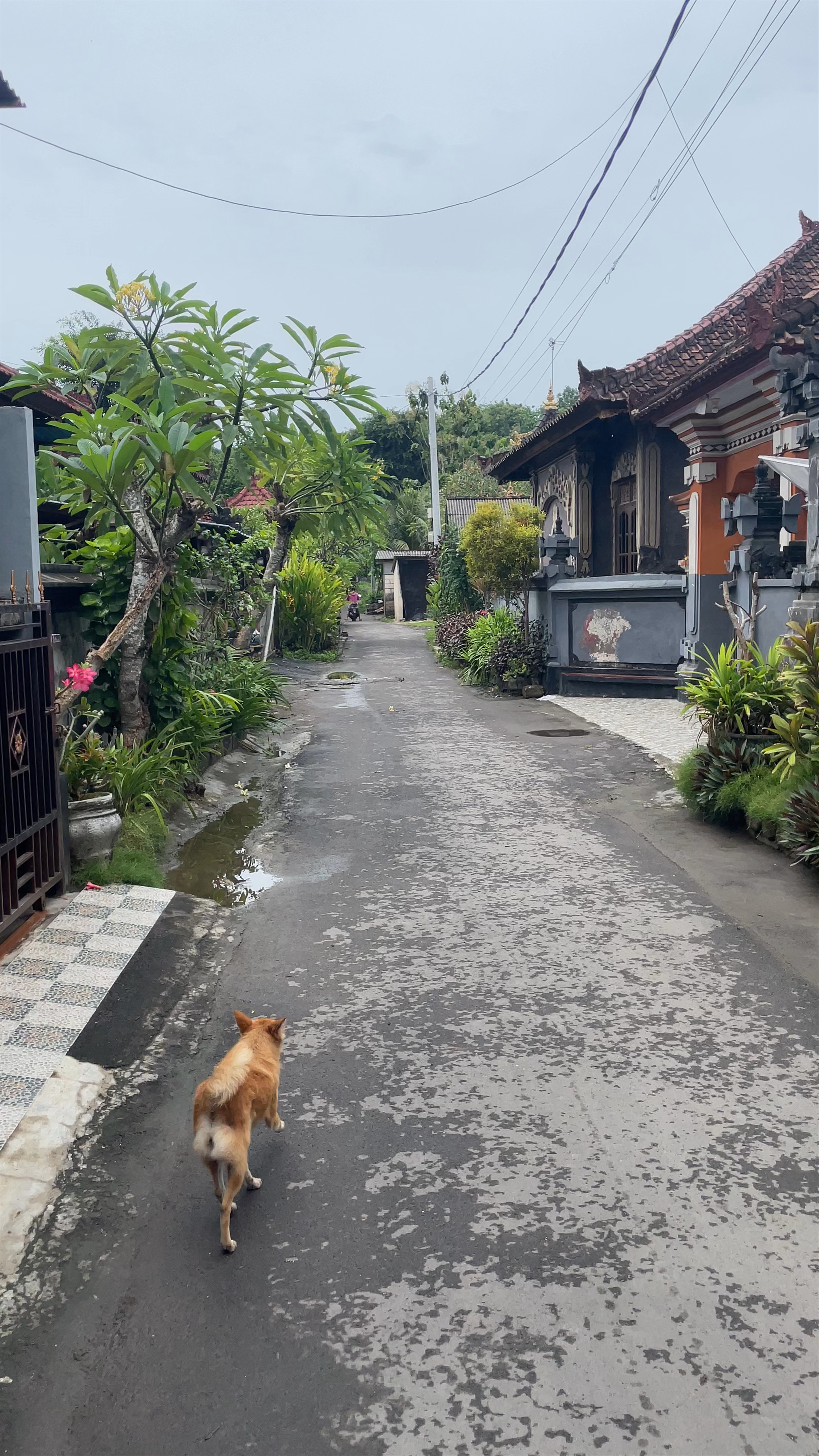 Serene Stay at Gedhong Hostel in Kutampi Kaler, Bali