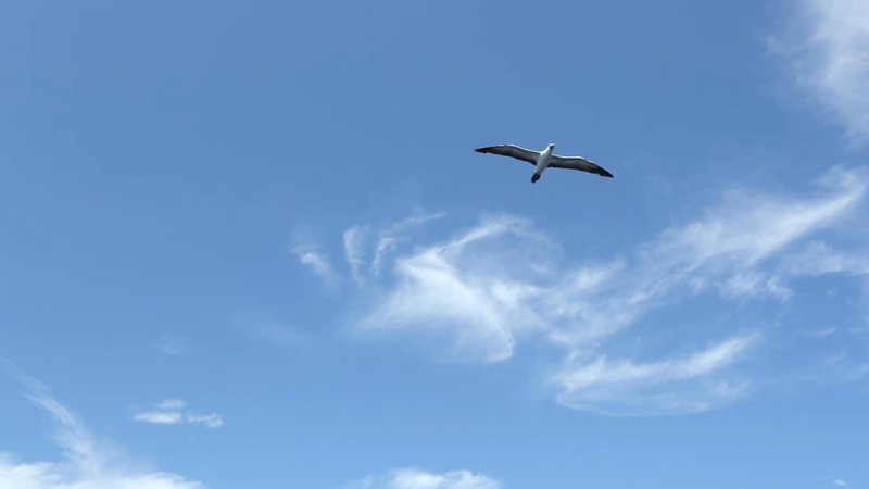 Overhead Gannet poster