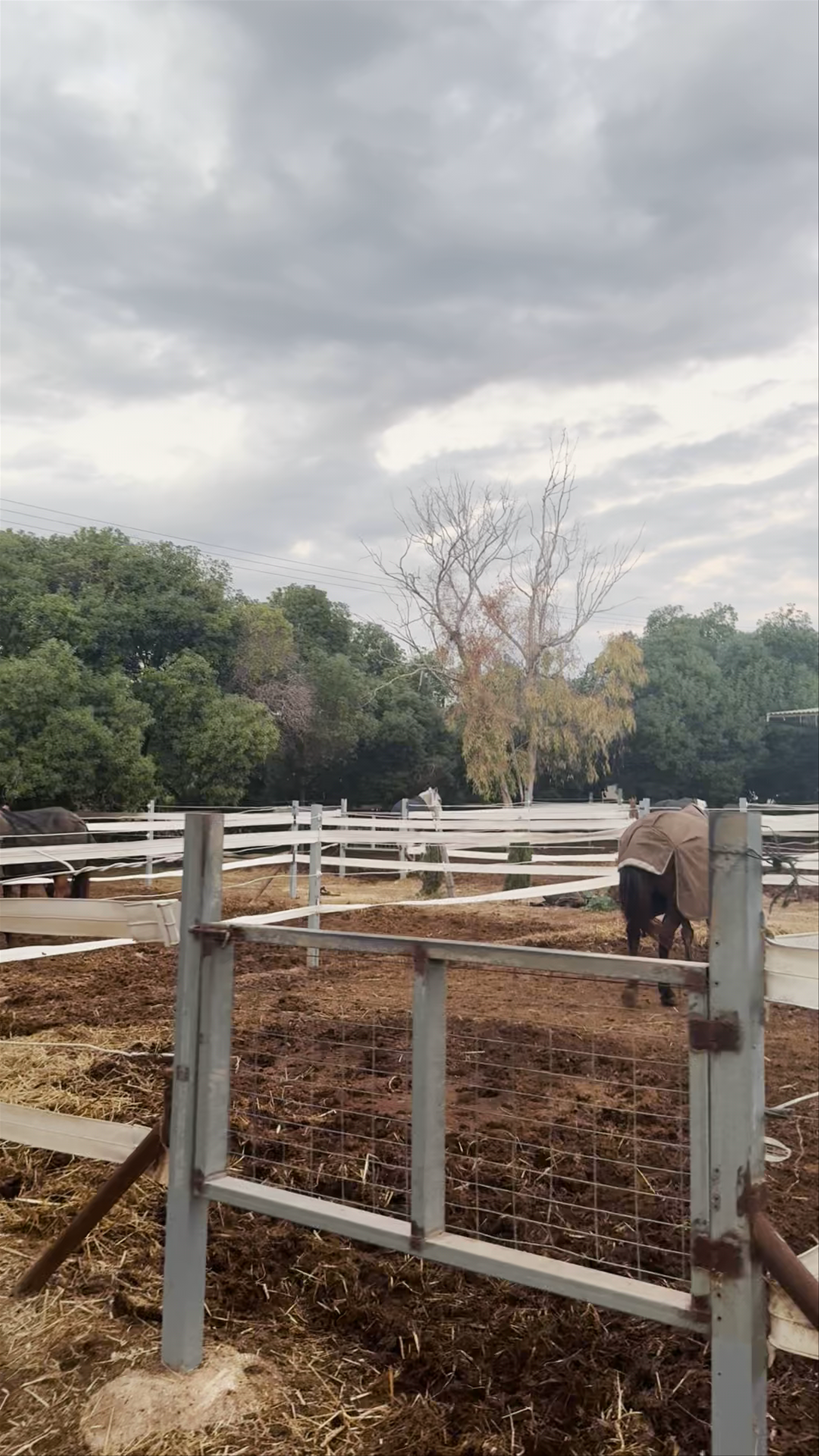 Georges Ranch Riding Stables