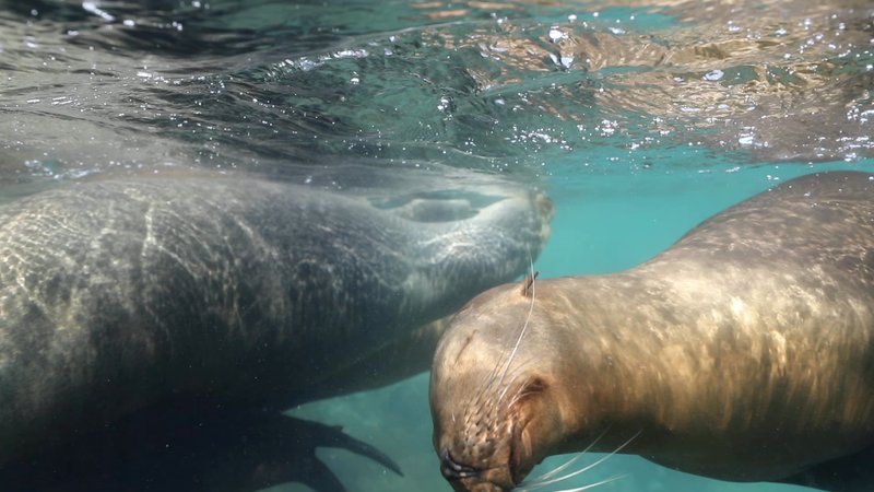 Sea Lion Colony poster