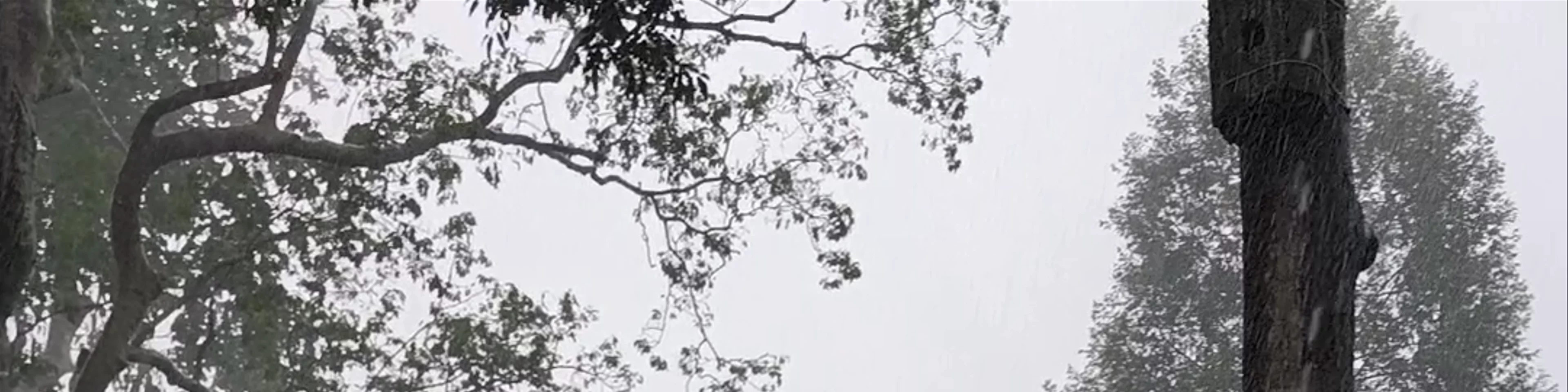 Kabili-Sepilok Forest Reserve
