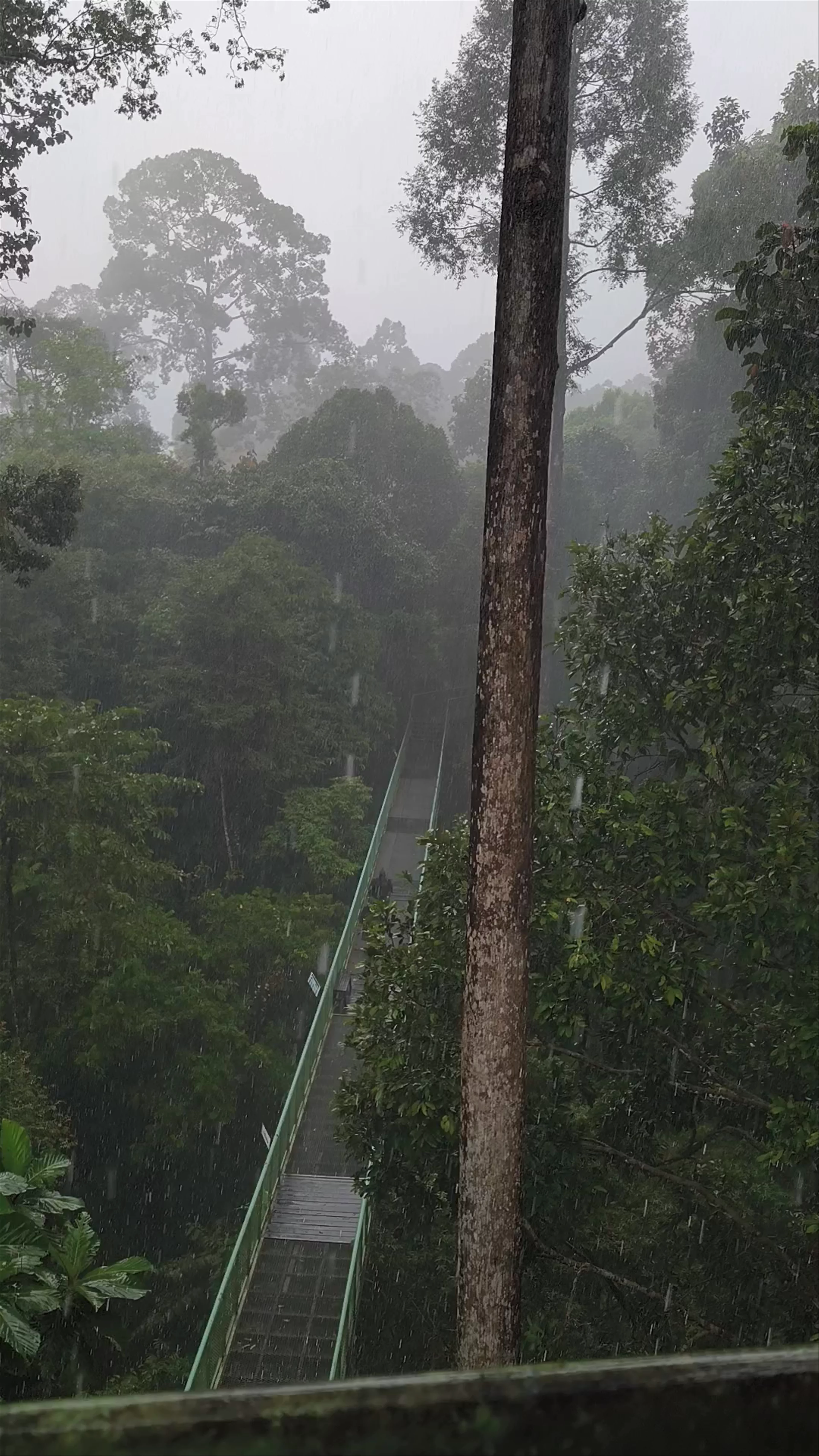 Kabili-Sepilok Forest Reserve
