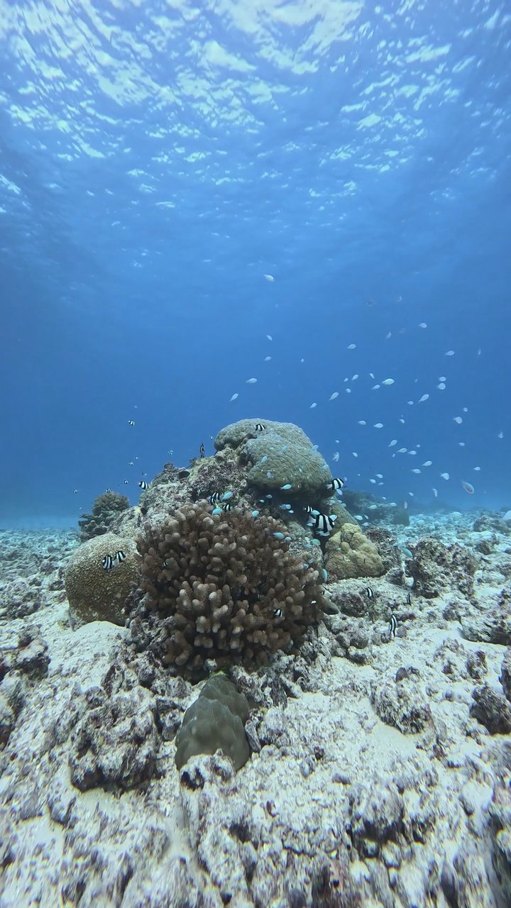 take me under
🎥 JUN HO LEE · Pexels
#ocean #underwater #marinelife #nature #relax