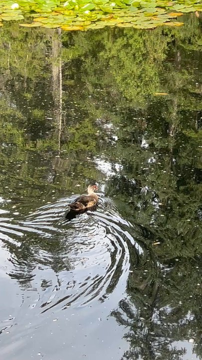 Beaver Lake - Parks Near Me - Vancouver, British Columbia