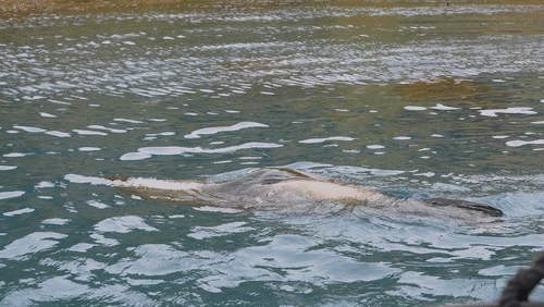 Antarctic fur seals animated gif
