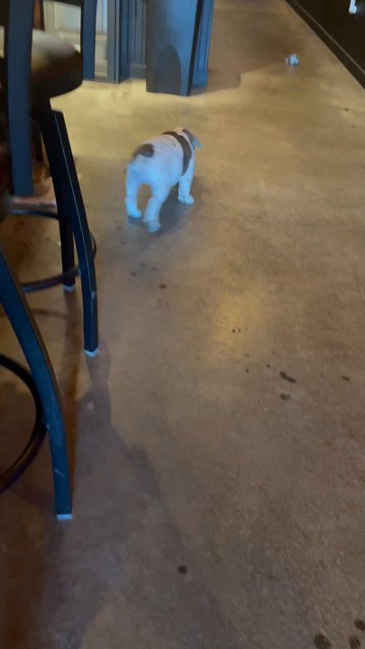 Night Owl Bar - Round Rock - Dog friendly, puppy friendly. - Dive Bars Near Me - Round Rock, Texas