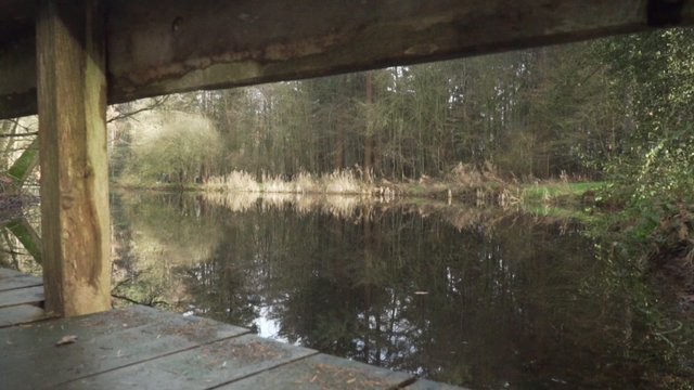 A pond by a bridge