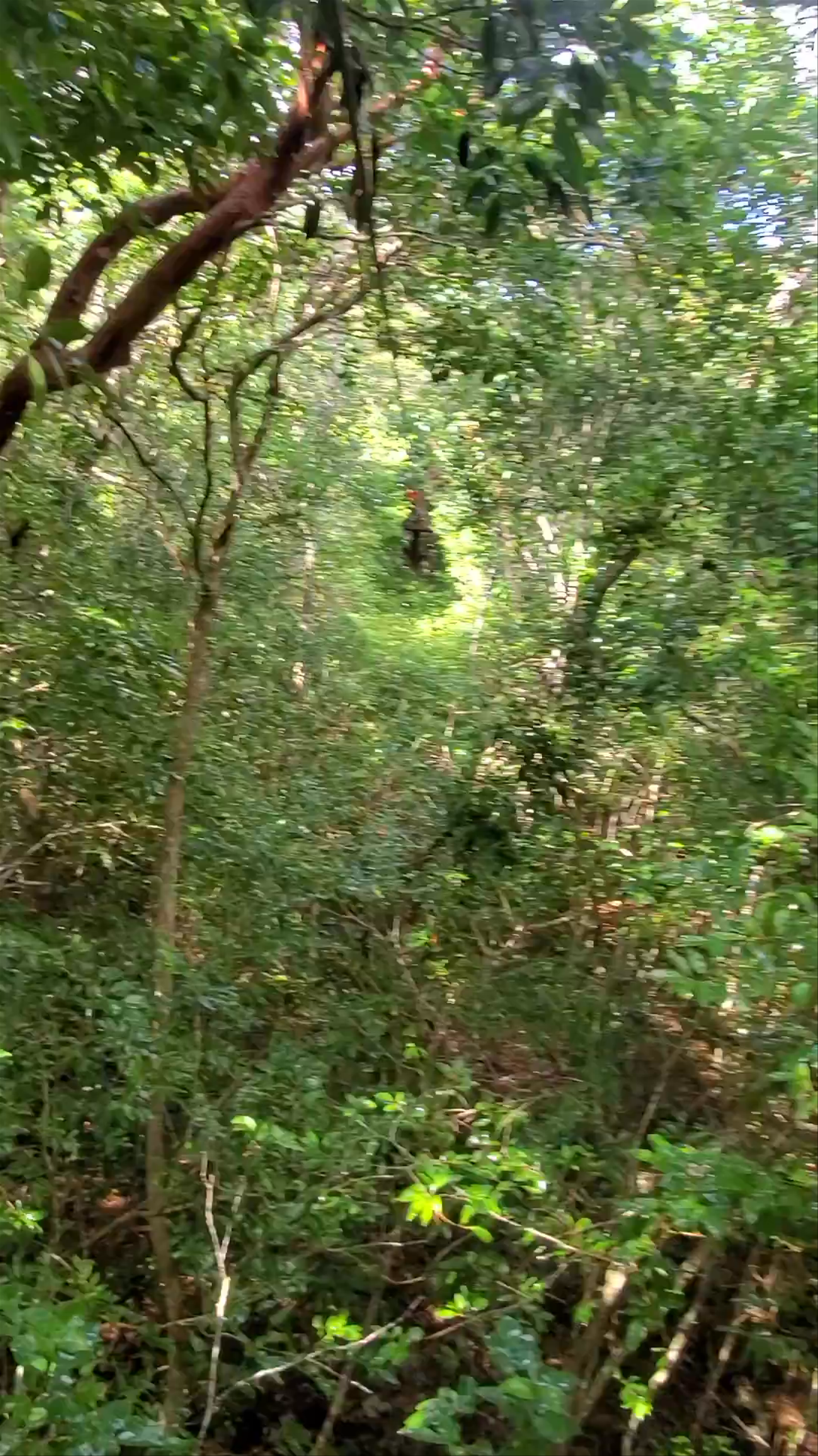 Selva Maya Eco Adventure: Immersive Jungle Trek in Tulum, Mexico