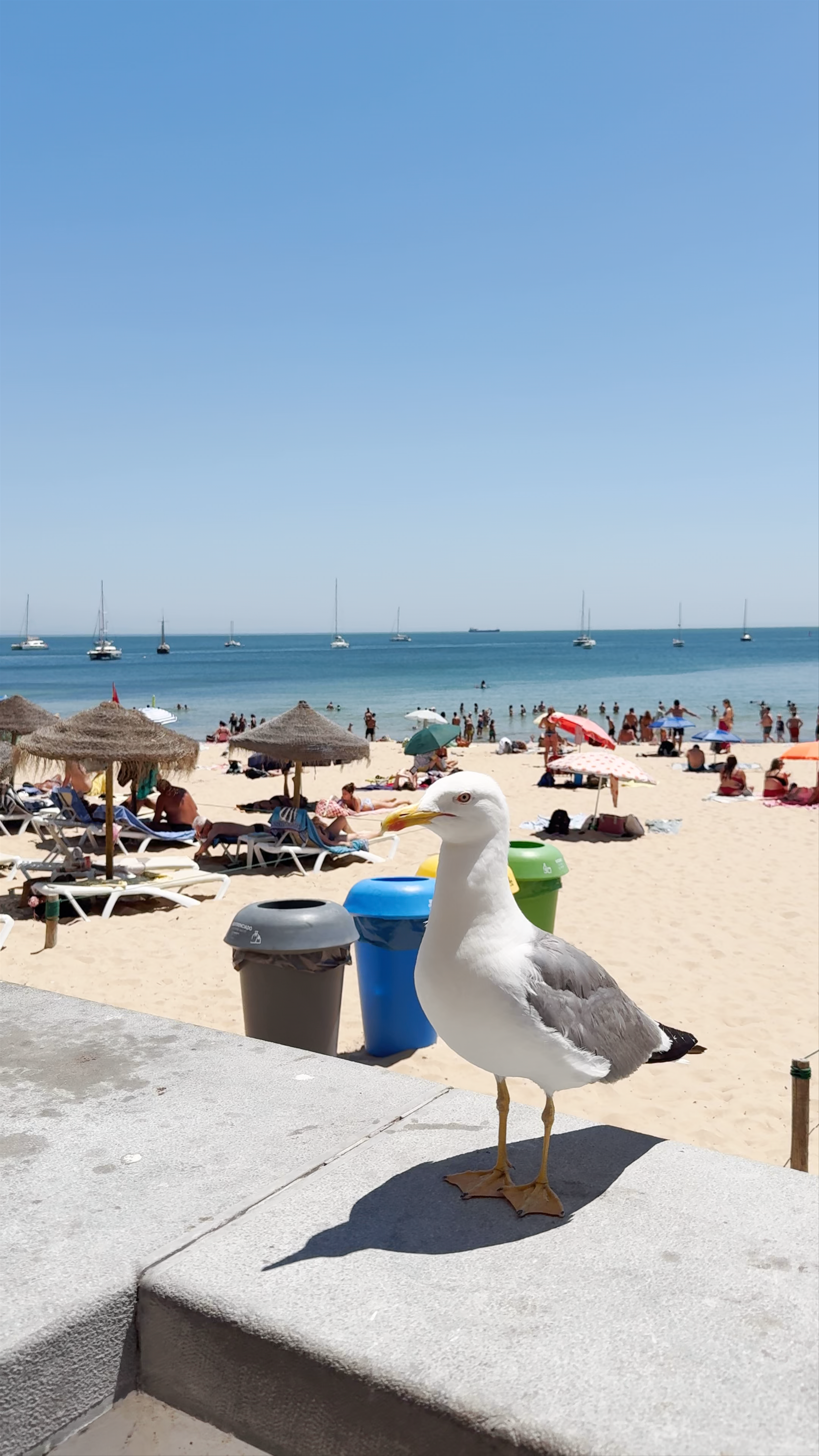 Praia da Ribeira de Cascais: Sunlit Beach Vibes with Curious Seagulls