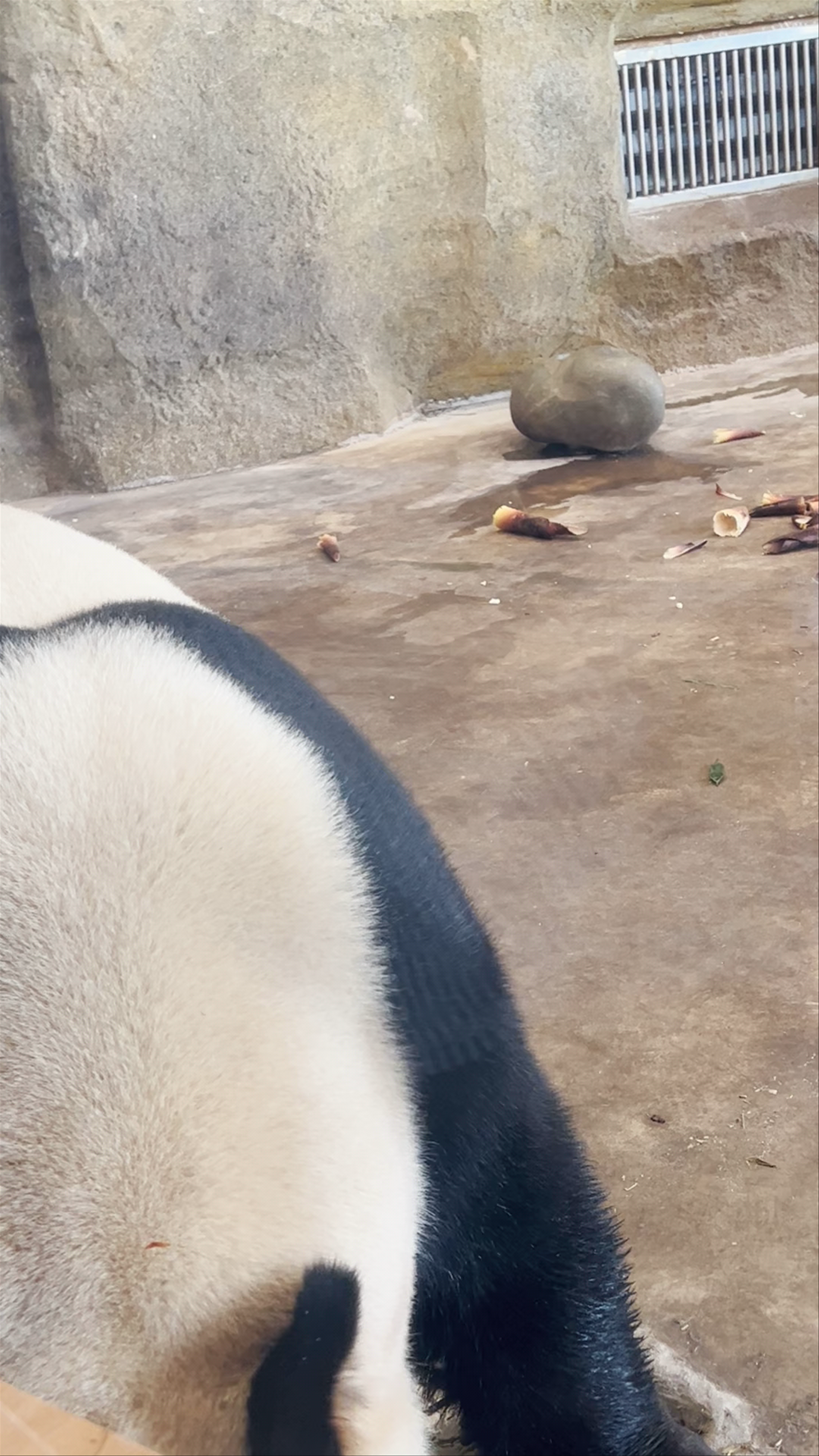 Magical Moments with Giant Pandas at Chengdu Research Base