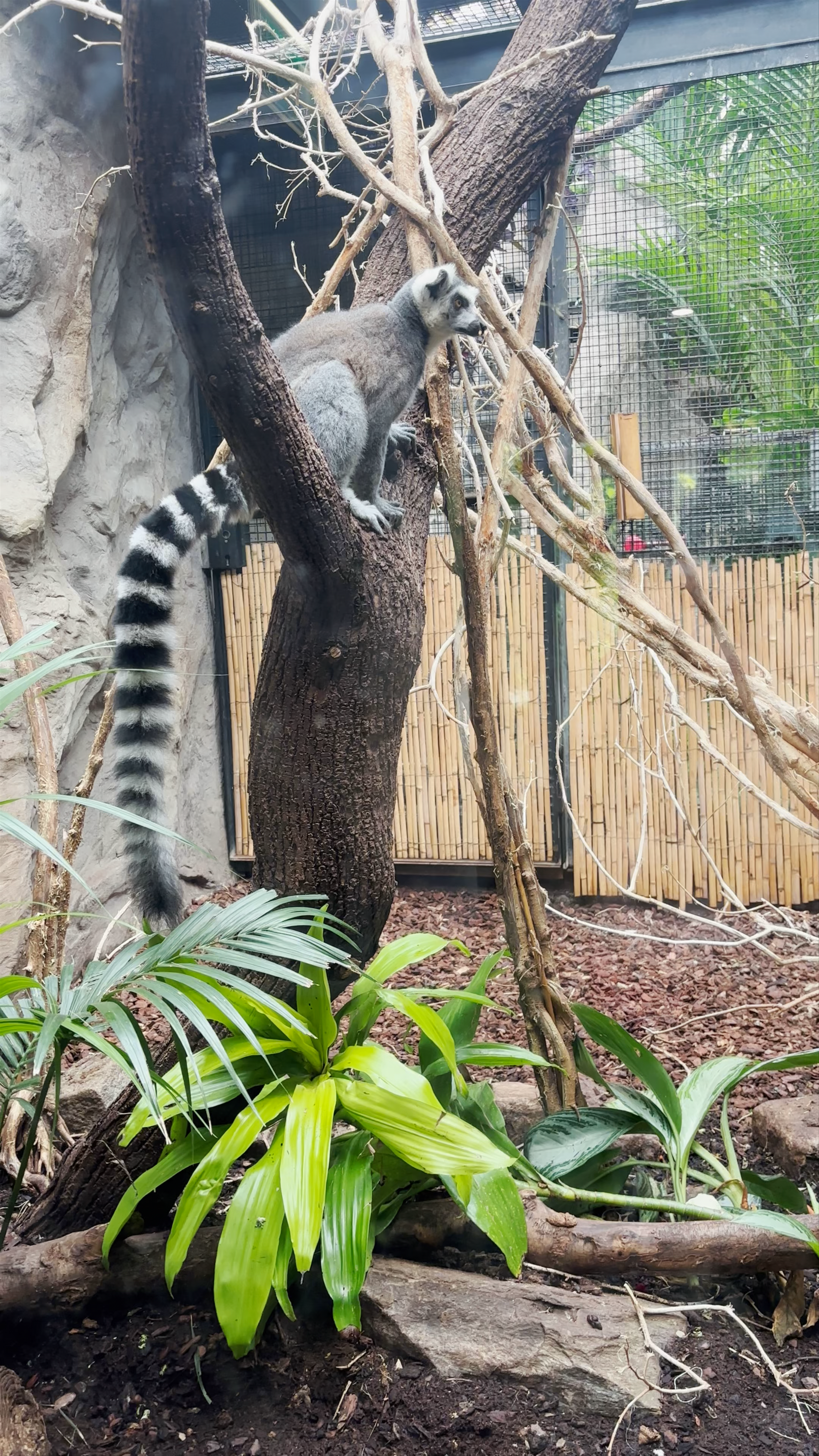 Artis Zoo