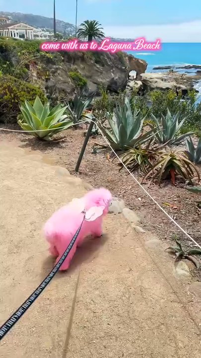 Le Petit Pali - Hotels Near Me - Laguna Beach, California