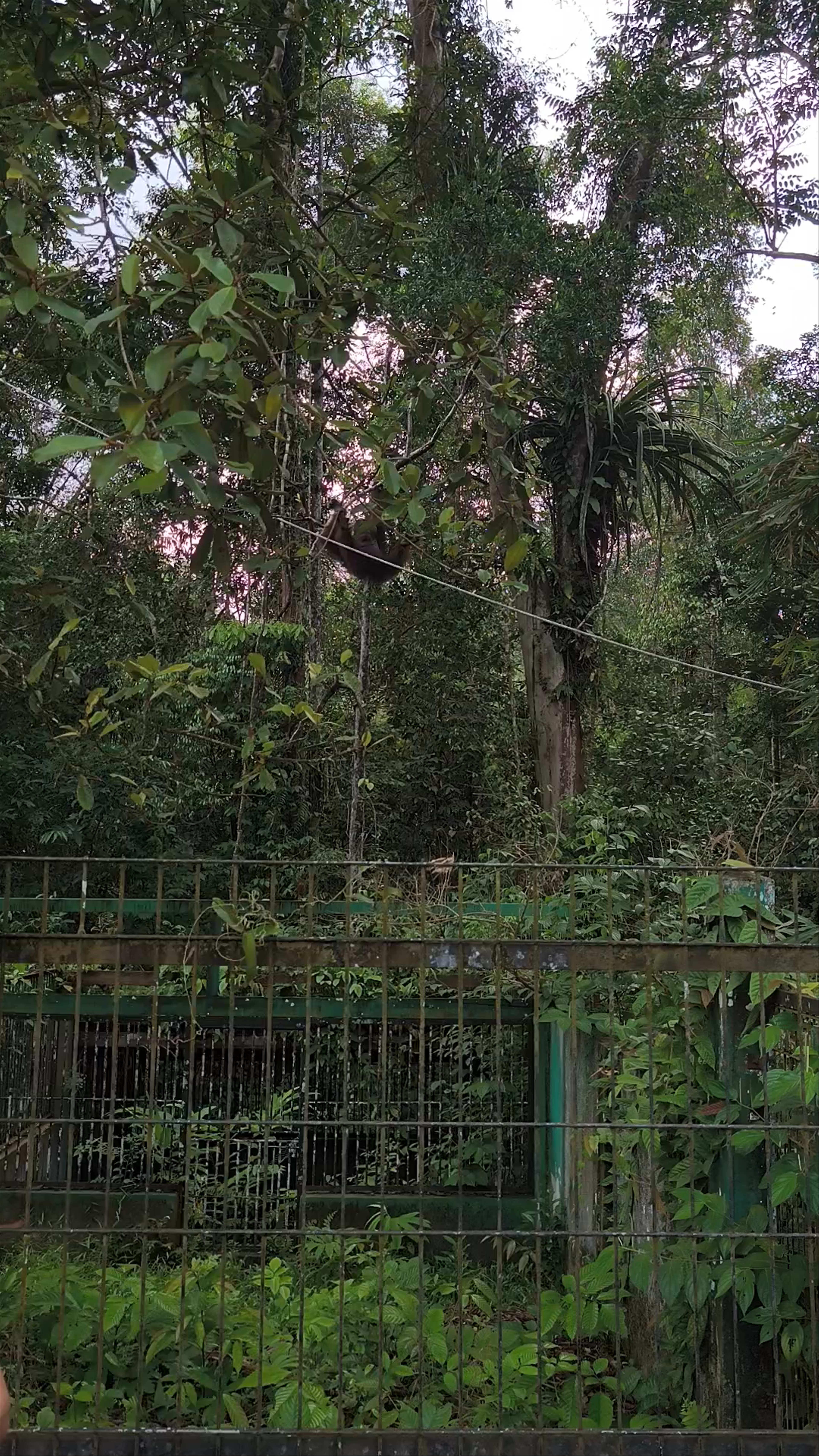 Semenggoh Nature Reserve: Orangutans in Their Lush Sarawak Habitat