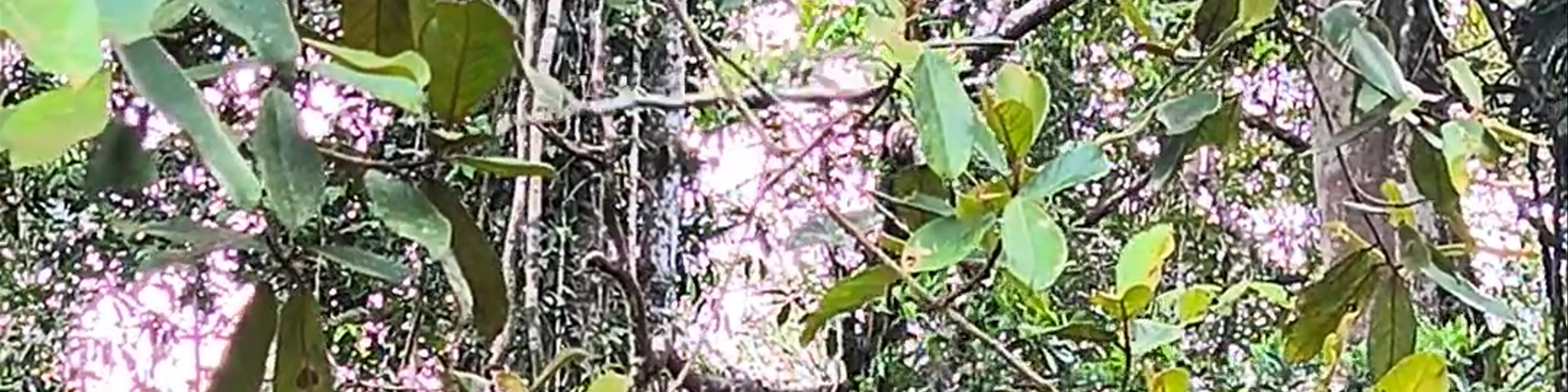 Semenggoh Nature Reserve