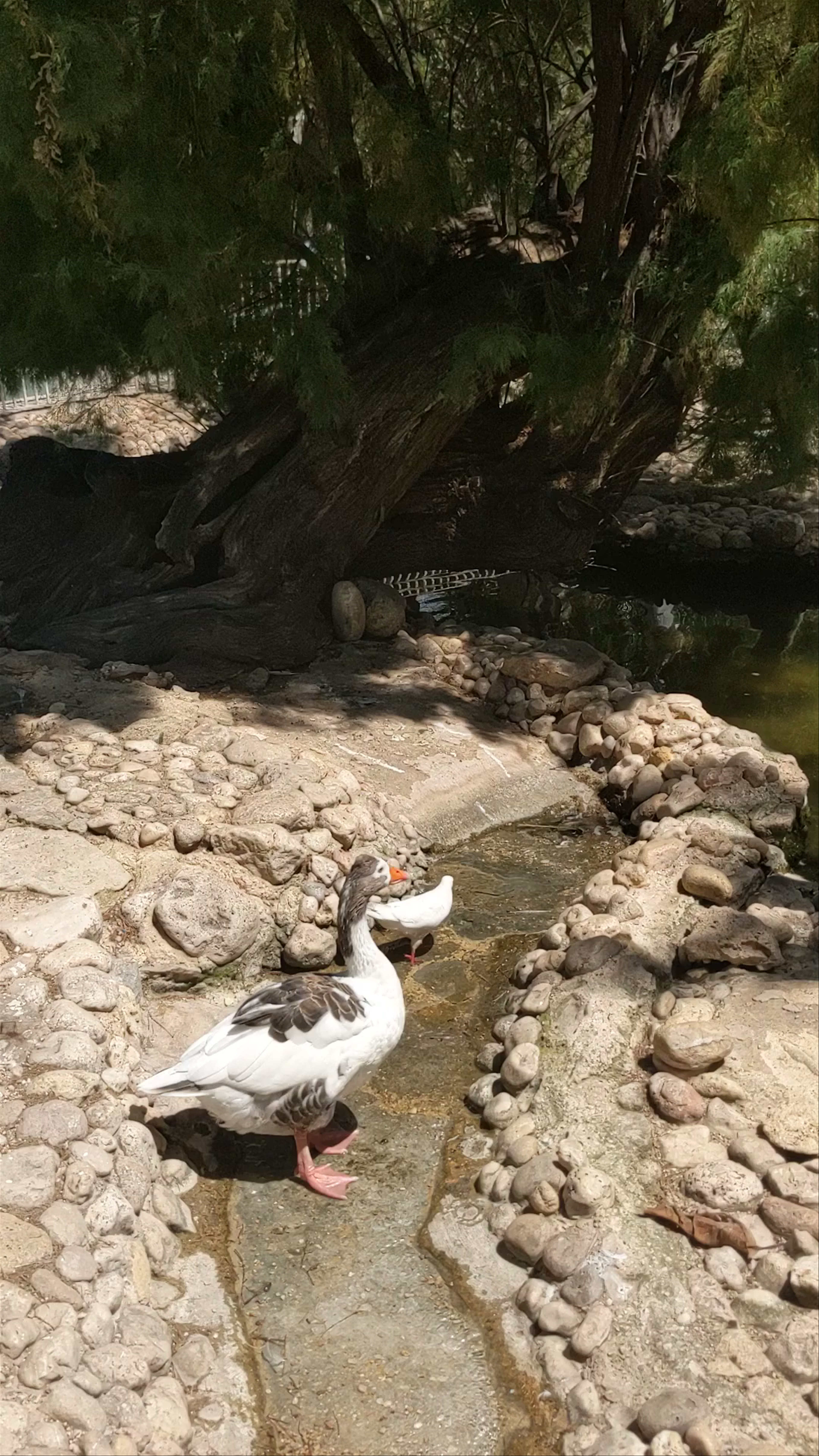 El Palmeral de Elche