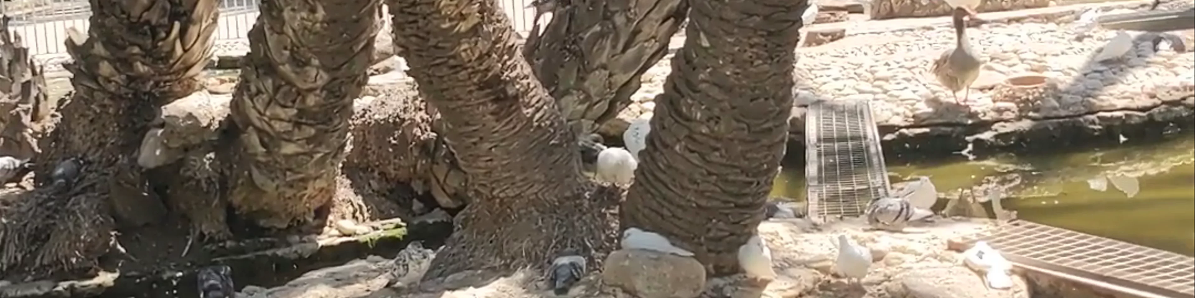 El Palmeral de Elche
