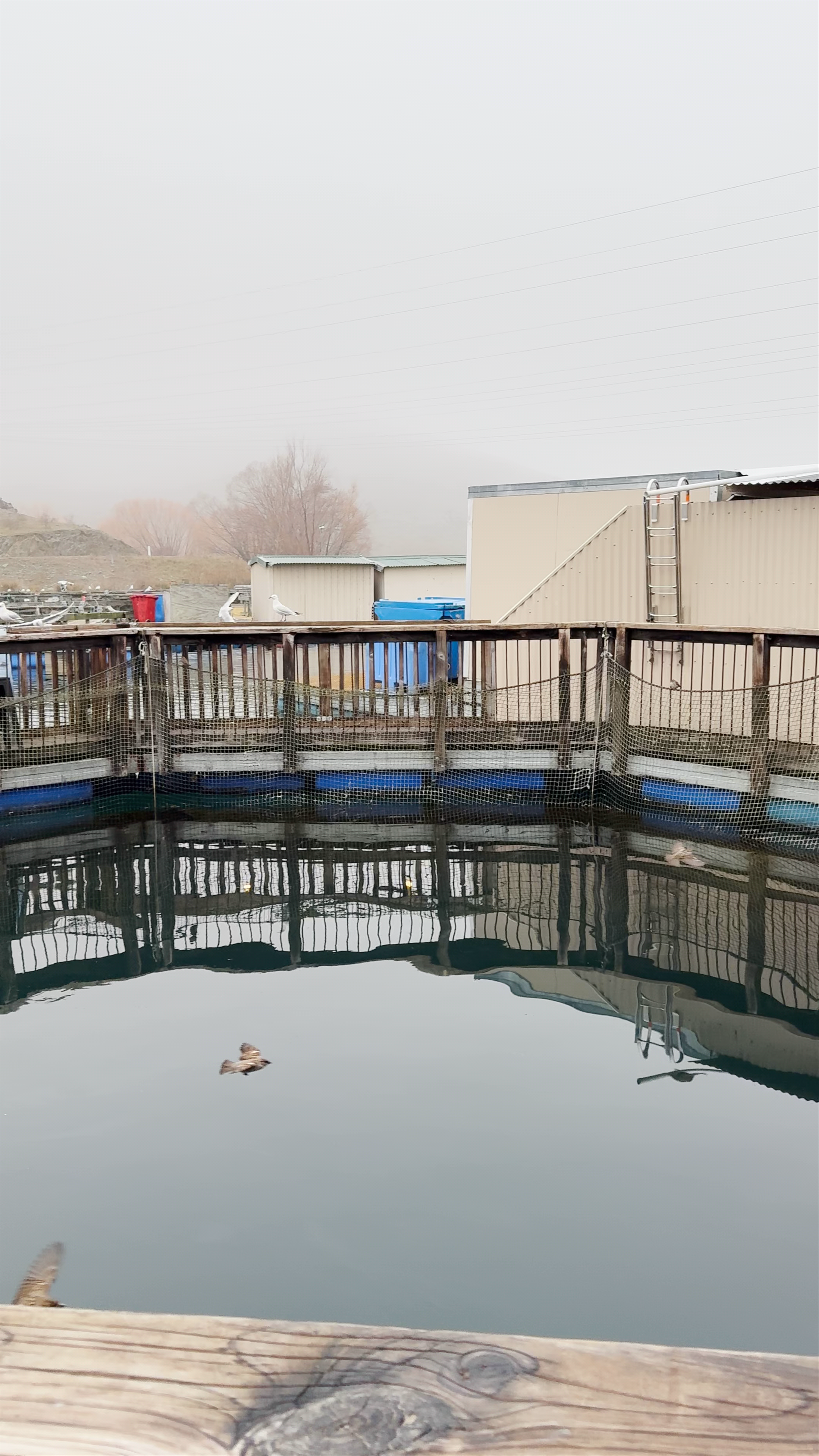 High Country Salmon Twizel-Omarama Road