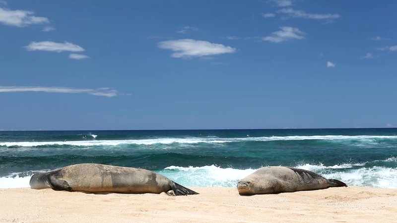 Hawaiian Monk Seals poster